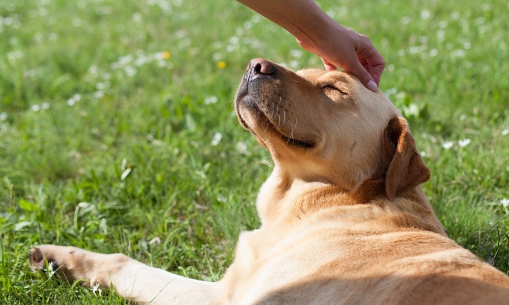 How to Introduce CBD into Your Dog’s Daily Routine Safely