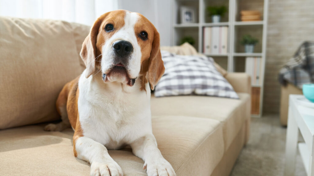The Benefits of CBD for Pet Dogs