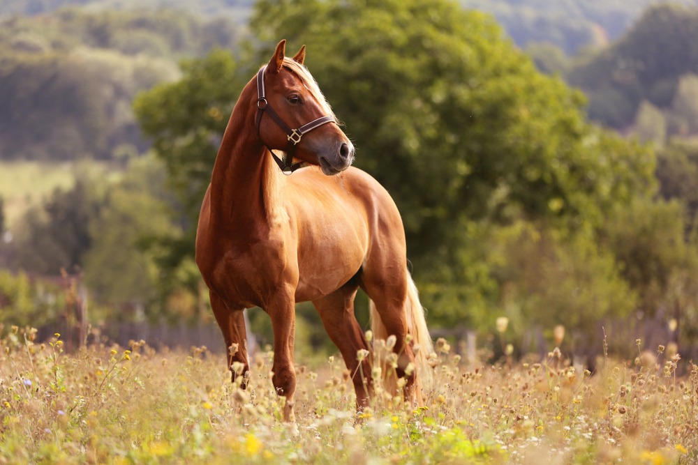 CBD Dosage for Your Horse
