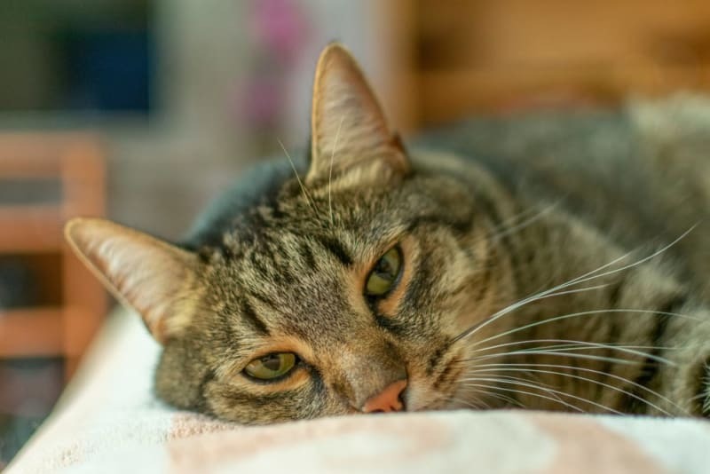 Chronic Pain in Pets