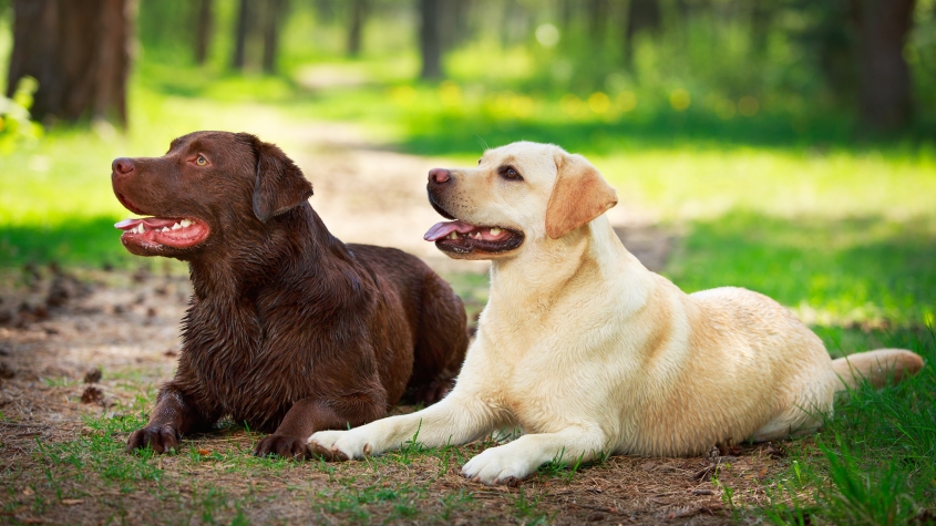 CBD for Dogs with Arthritis and Horses with Joint Pain