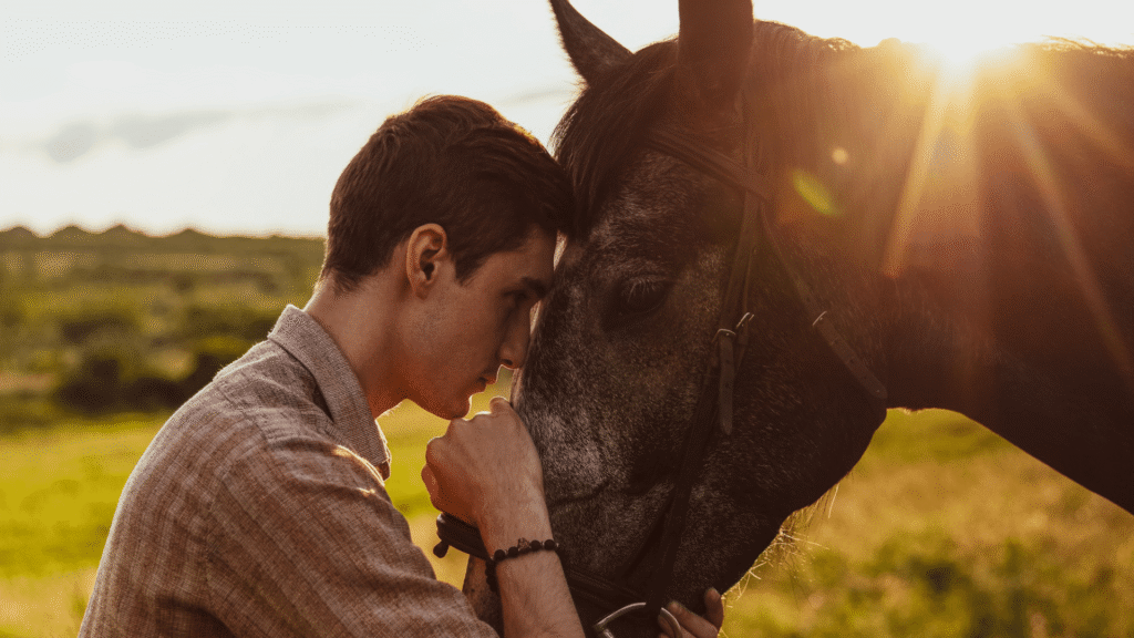 CBD for horse