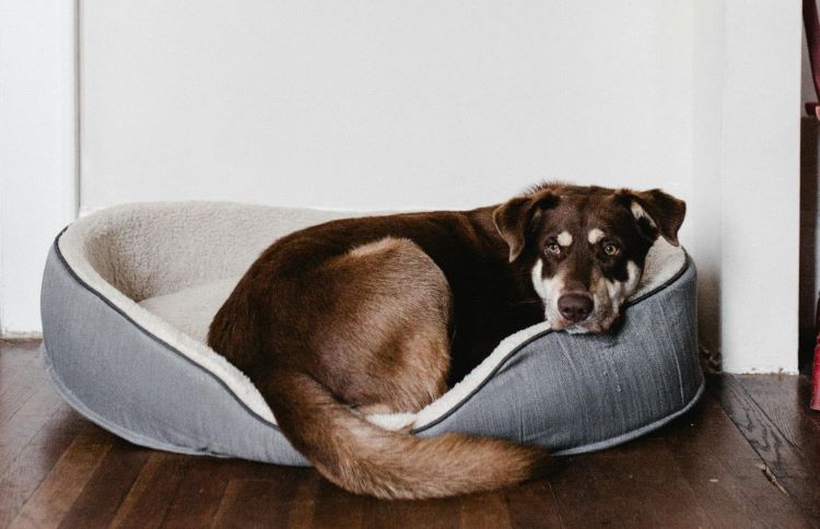CBD and Common Dog Ailments Arthritis, Anxiety & More