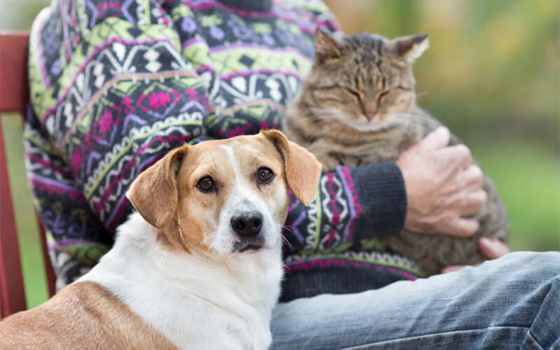Understanding Allergies in Dogs