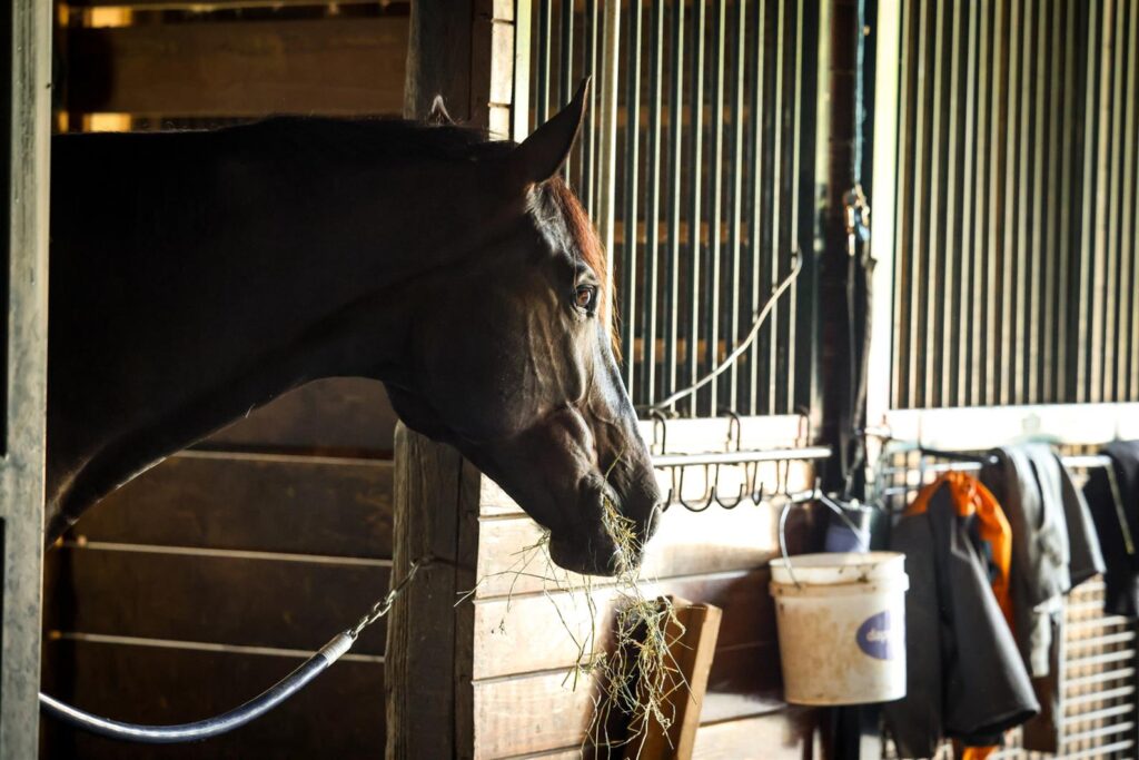 CBD for Horse