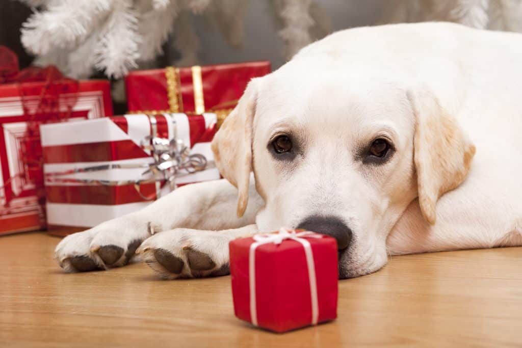 CBD for Active Pets Supporting Recovery After Exercise