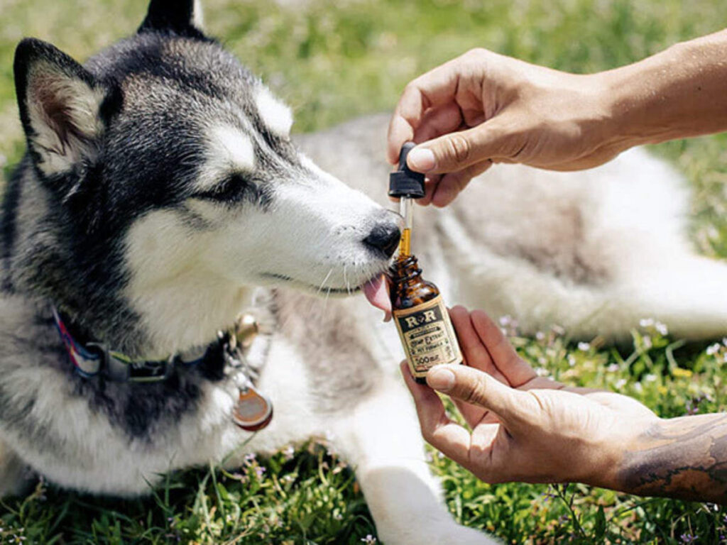 How to Choose the Best CBD Oil for Your Pet