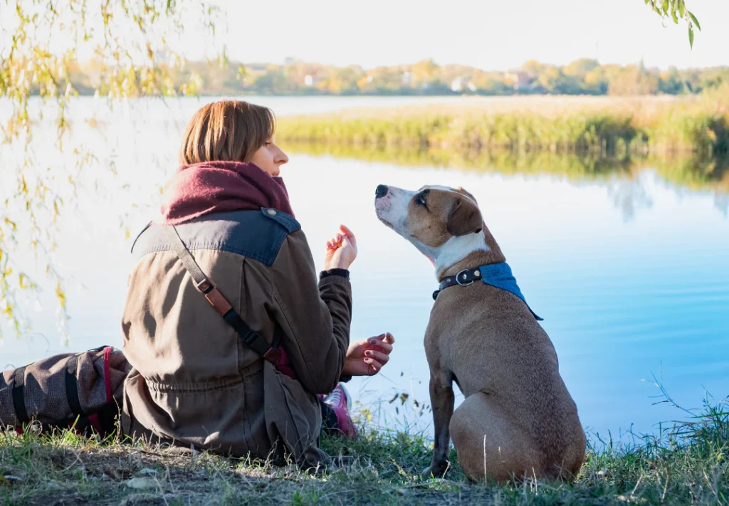Understanding CBD Oil for Pets