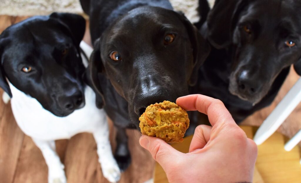 CBD Dog Treats for Anxiety Relief