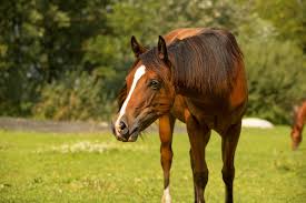 Understanding CBD Oil Strengths for Horses