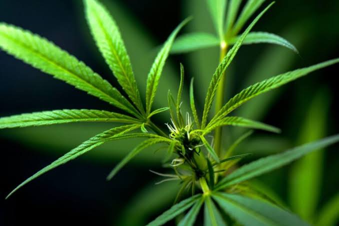 Can Dogs Take Human CBD Oil?